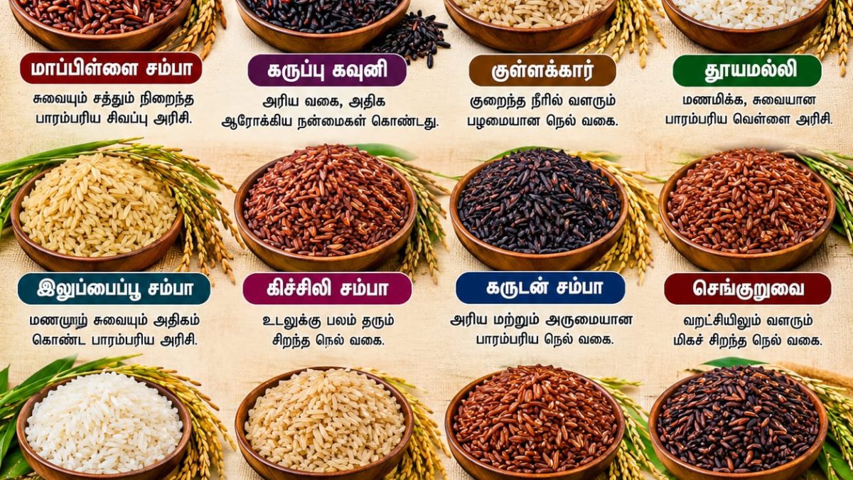 தமிழ்நாட்டில் அழிந்துவரும் சிறுதானிய உணவு பாரம்பரியம்: மீண்டும் உணவில் சேர்க்க வேண்டிய நேரம்.