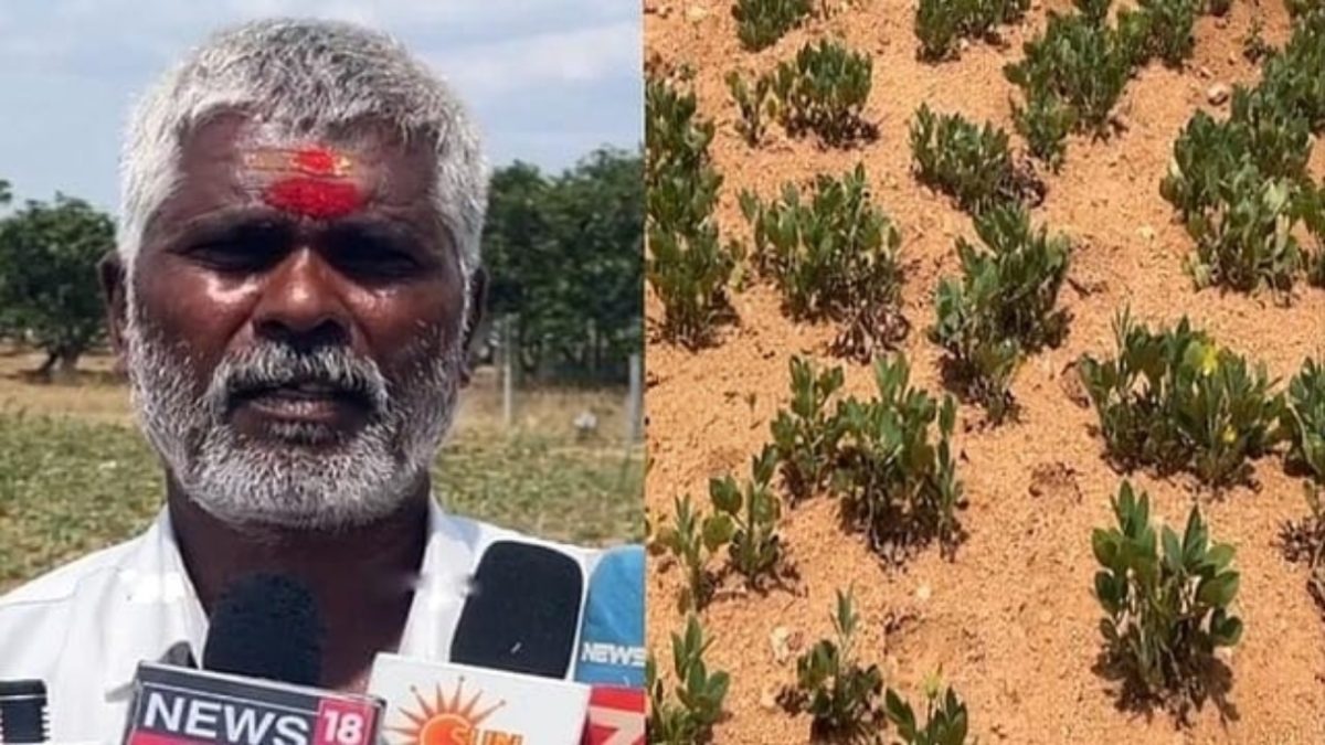 கிருஷ்ணகிரியில் 90% நிலக்கடலை பயிர்கள் வறட்சியால் சேதம்: விவசாயிகள் வேதனை – இழப்பீடு வழங்க கோரிக்கை