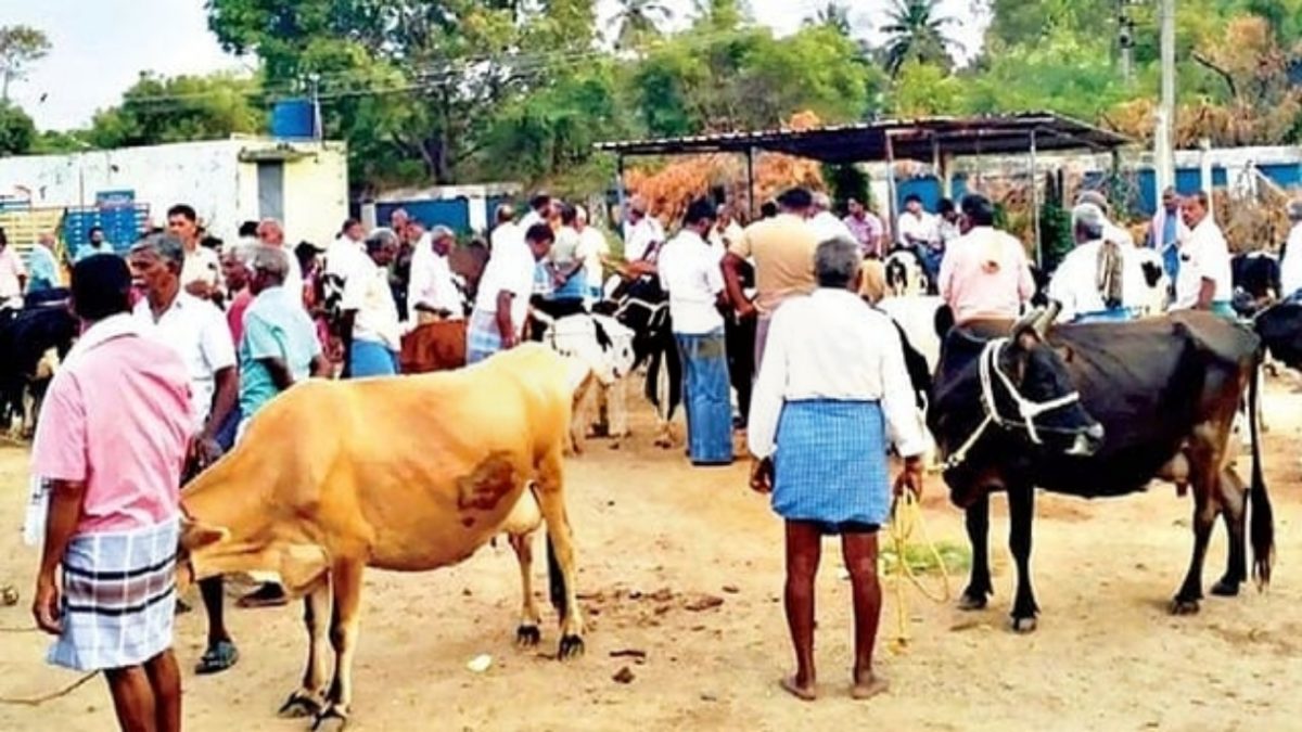 கால்நடை தீவனத் தட்டுப்பாடு: கிருஷ்ணகிரியில் வாழ்வாதார மாடுகளை விற்கும் விவசாயிகள்.