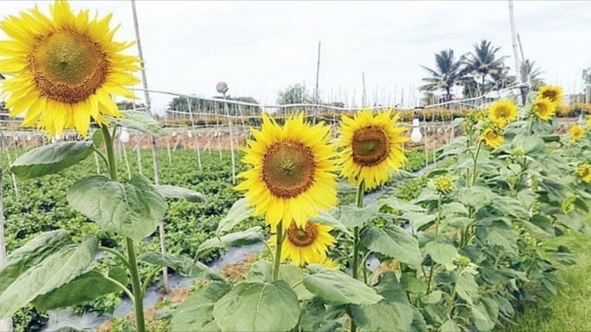 ஓசூர் பகுதியில் மாறிய சூரியகாந்தியின் பயன்பாடு – பூச்சிகளை ஈர்க்கும் வரப்புப் பயிராக மாறியது.