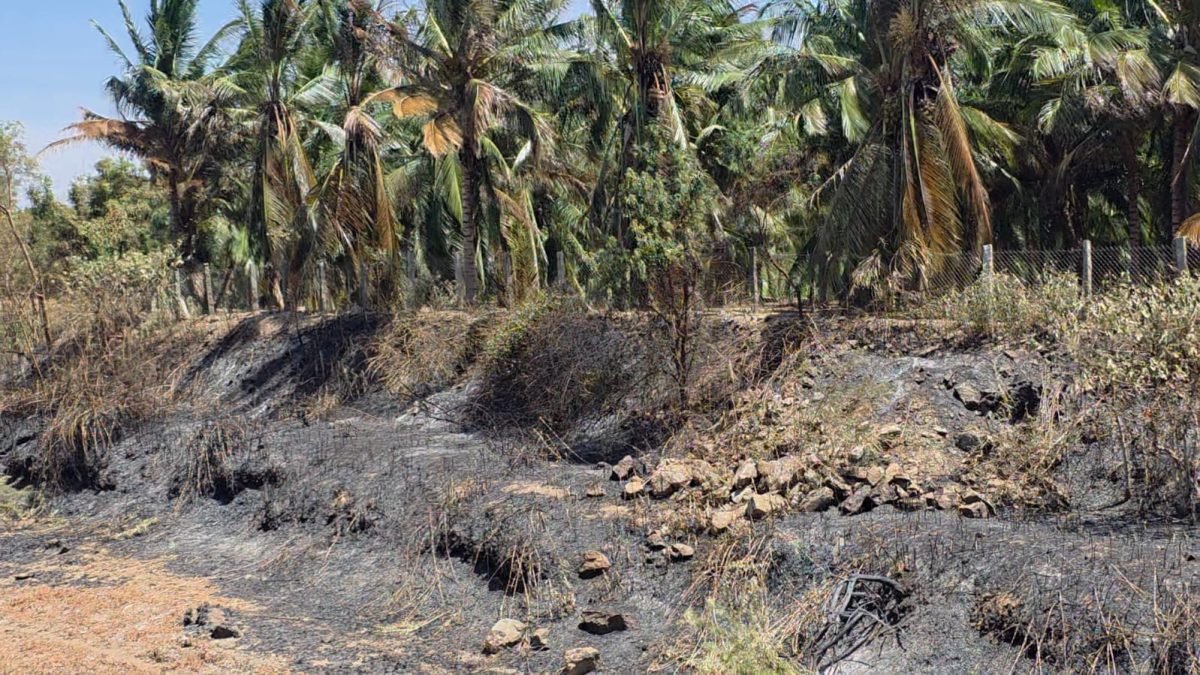 பழனி அருகே பயங்கர தீ விபத்து: 140 காய்க்கும் தென்னை மரங்கள் கருகி நாசம் – ரூ.7 கோடி இழப்பீடு கோரிக்கை!
