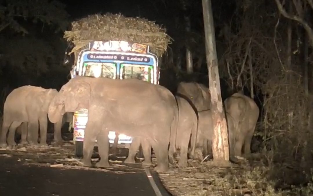 கரும்பு லாரியை சூறையாடிய யானைகள்..! தாளவாடியில் வைரல் காட்சி