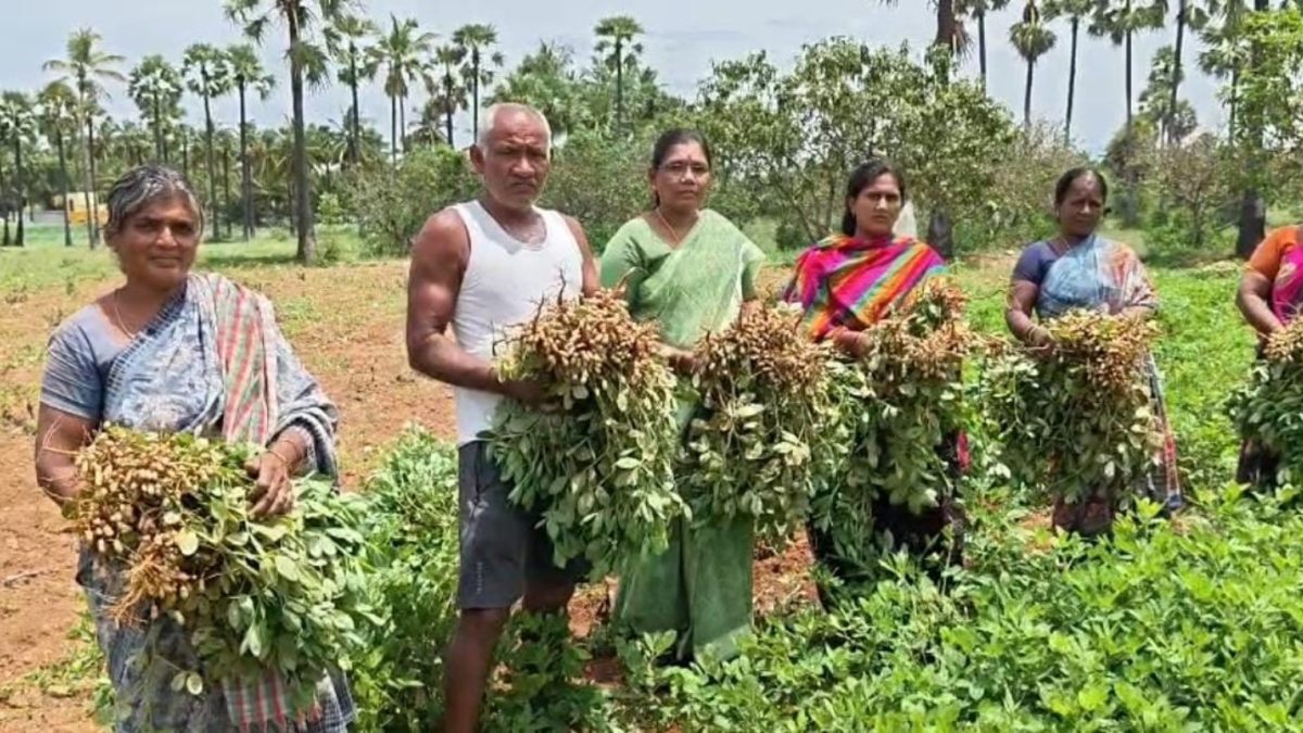 ஒரு செடியில் 100 காய்கள் வரை: மத்தூரில் இயற்கை முறையில் நிலக்கடலை சாகுபடி செய்த விவசாயி.