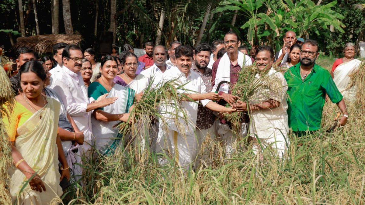 30 ஆண்டுகளுக்குப் பிறகு மீண்டும் நெல் சாகுபடி: நெல்லிக்கோணம் வயலில் அறுவடை விழா.
