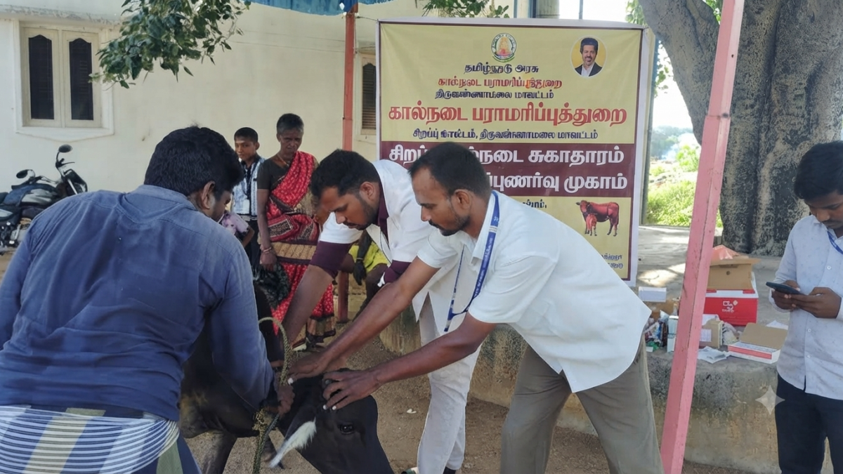 இருமரம் கிராமத்தில் சிறப்பு கால்நடை சுகாதார முகாம்!