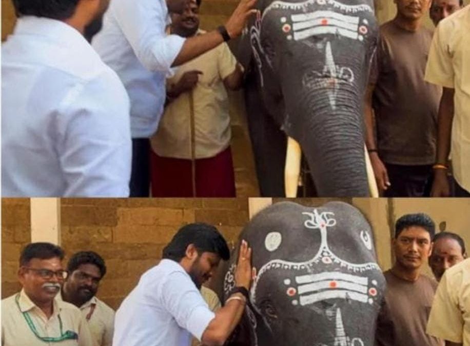 திருவண்ணாமலை அருணாசலேஸ்வரர் கோயில் யானைக்கு ‘நமச்சிவாயா’ எனப் பெயர் சூட்டிய அமைச்சர்கள்!