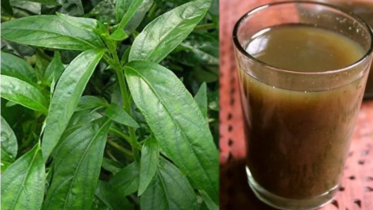 தமிழகத்தில் நிலவேம்புக் குடிநீர் பயன்பாடு: யாருக்கு எவ்வளவு? அரசு வெளியிட்ட வழிகாட்டுதல்கள்!