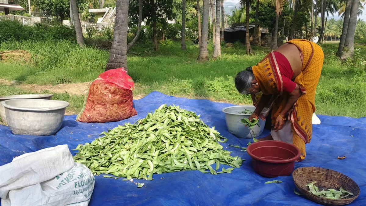 பஞ்சப்பள்ளியில் மழையால் கொடி அவரை பூக்கள் உதிர்வு – விளைச்சல் பாதிப்பால் விவசாயிகள் கவலை!