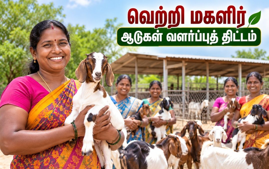30,000 பெண்கள், திருநங்கைகள், மாற்றுத்திறனாளிகளுக்கு இலவச ஆடுகள்!