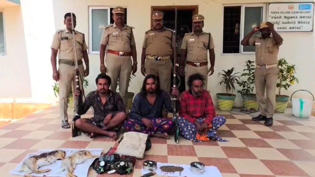 பேரணாம்பட்டு வனப்பகுதியில் காட்டு முயல் வேட்டை: 3 பேர் கைது – 2 நாட்டுத் துப்பாக்கிகள் பறிமுதல்.