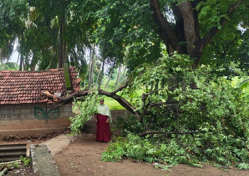 பஞ்சப்பள்ளி அருகே வீட்டின் மீது முறிந்து விழுந்த புளியமரக் கிளை! மயிரிழையில் உயிர் தப்பிய தாய், இரு மகன்கள்.